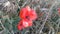 Beautiful blooming red poppy flowers  in a field