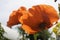 Beautiful blooming red poppy in the garden against background of vegetation. Corolla, petals