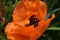 Beautiful blooming red poppy in the garden against background of vegetation. Corolla, petals