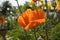 Beautiful blooming red poppy in the garden against background of vegetation. Corolla, petals