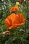 Beautiful blooming red poppy in the garden against background of vegetation. Corolla, petals