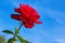 Beautiful blooming red rose in the garden against the blue sky. Bright daylight. Beautiful bokeh. Closeup of rose.