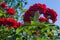 Beautiful blooming red roses in the garden against the blue sky. Bright daylight. Closeup of roses.