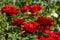 Beautiful blooming red roses in the garden. Bright daylight. Closeup of roses.