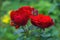 Beautiful blooming red roses in the garden. Bright daylight. Closeup of roses.