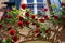 Beautiful blooming red roses in spring, climbing a sunny facade of a home in Holland.