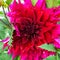 Beautiful blooming red velvet petals dahlia macro of raindrops,