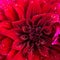 Beautiful blooming red velvet petals dahlia macro of raindrops,