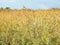 Beautiful blooming reed plants, Lithuania