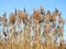 Beautiful blooming reed plants, Lithuania