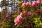 Beautiful blooming rhododendrons in the park