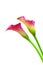 Beautiful blooming romantic pair of dual color calla lilies