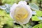 Beautiful blooming rose flowers on background of green plants after rain in the home garden. Transparent raindrops on the petals.