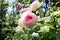 Beautiful blooming rose flowers on background of green plants after rain in the home garden. Transparent raindrops on the petals.