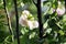 Beautiful blooming rose flowers on background of green plants after rain in the home garden. Transparent raindrops on the petals.