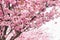 Beautiful blooming sakura flowers on trees in alley. Sakura pink flowers and fresh green leaves in sunny light in spring city