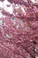 Beautiful blooming sakura trees in alley. Pink sakura flowers on branches in sunny light in city