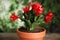 Beautiful blooming Schlumbergera Christmas or Thanksgiving cactus in pot against blurred green background, closeup