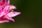 Beautiful blooming Sedum, macro