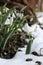 Beautiful blooming snowdrops growing outdoors. Spring flowers