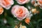 Beautiful blooming soft coral tea roses flowers close up, tender salmon pink garden rose blossom, red and yellow aphrodite hybrid