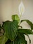 a beautiful blooming spathiphyllum flower