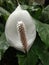 Beautiful blooming Spathiphyllum kochii flower