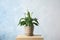 Beautiful blooming spathiphyllum in pot on table. Home plant