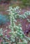 Beautiful blooming spiraea spirea bush branches