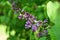 Beautiful blooming spring shrub. Purple lilac. Syringa Blurred natural green background.