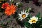 Beautiful blooming spring and summer flowers Gazania