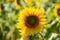 Beautiful blooming sunflower. Bee on the flower. Harvest concept background