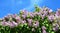 A beautiful blooming syringa vulgaris, common lilac bush with pink, lavender lush flower panicles against the blue sky. Maiden`s