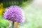 Beautiful blooming Thistle, macro, Purple Milk Thistle flower, copy space