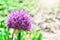 Beautiful blooming Thistle, macro, Purple Milk Thistle flower, copy space