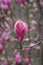 Beautiful blooming tree of pink magnolia, closeup of flourishing branch, symbol of spring.