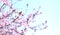 Beautiful blooming trees with pink sakura flowers in spring. Sakura blossom sakura hanami. Copy space