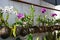 Beautiful blooming tropical orchids in coconut husk planters on a wall in Luang Prabang, Laos