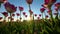 Beautiful blooming tulips against the background of the setting sun. UHD Video