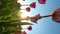 Beautiful blooming tulips against the background of the setting sun. Vertical video