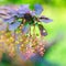 Beautiful blooming twig of european barberry ( ottawensis Superb