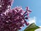 Beautiful blooming varietal selection two-tone lilac Syringa vulgaris Sensation. Beautiful inflorescences of lilac on a blue sky