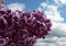 Beautiful blooming varietal selection two-tone lilac Syringa vulgaris Sensation. Beautiful inflorescences of lilac on a blue sky