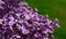 Beautiful blooming varietal selection two-tone lilac Syringa vulgaris Sensation. Beautiful inflorescences of lilac on a green la