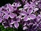 Beautiful blooming varietal selection two-tone lilac Syringa vulgaris Sensation. Macro image of spring lilac violet flowers, abs