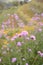 Beautiful Blooming Verbena field