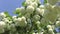 Beautiful blooming viburnum bush blossoms and blue sky