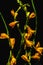 beautiful blooming wet orange lilies and buds with green stems