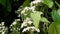 Beautiful blooming white flowers of hawthorn bush