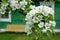 Beautiful blooming white flowers on lush beautiful inflorescences of a spring flowering pear.